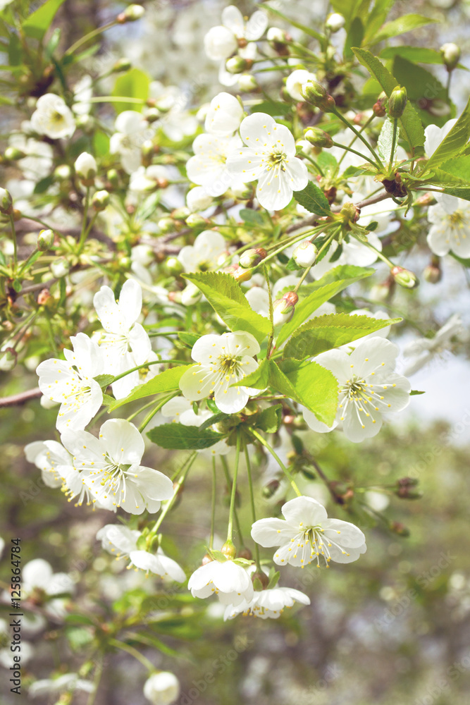 Blooming cherry trees Blooming cherry trees
