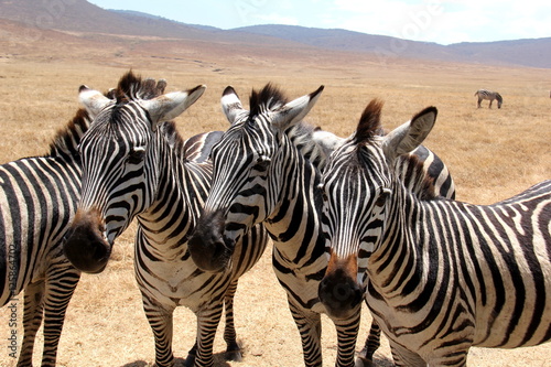 Zebra siblings