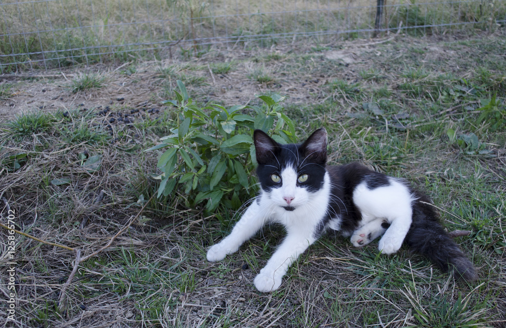 Black And White Cat Lounging By A Plant Black And White Cat Lounging By A Plant