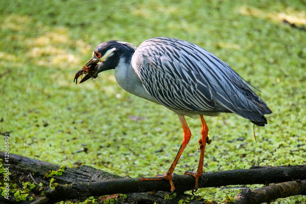 Naklejka premium Yellow-crowned night-heron eating crayfish