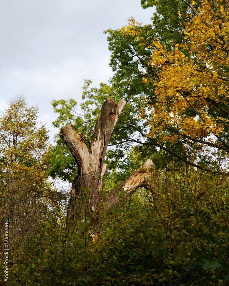 Fototapeta premium Baumstamm im Park