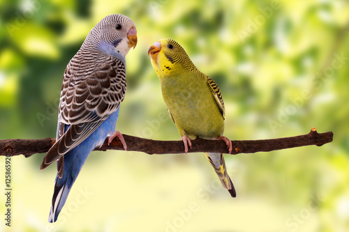 Fotografia Two multi colored budgie are on the green background