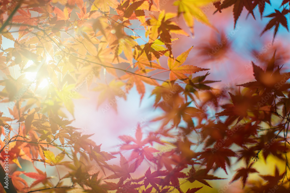 Autumn Background Autumn Background