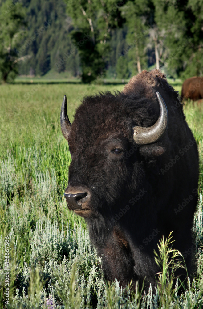 Buffalo in the Grand Teton National Park.