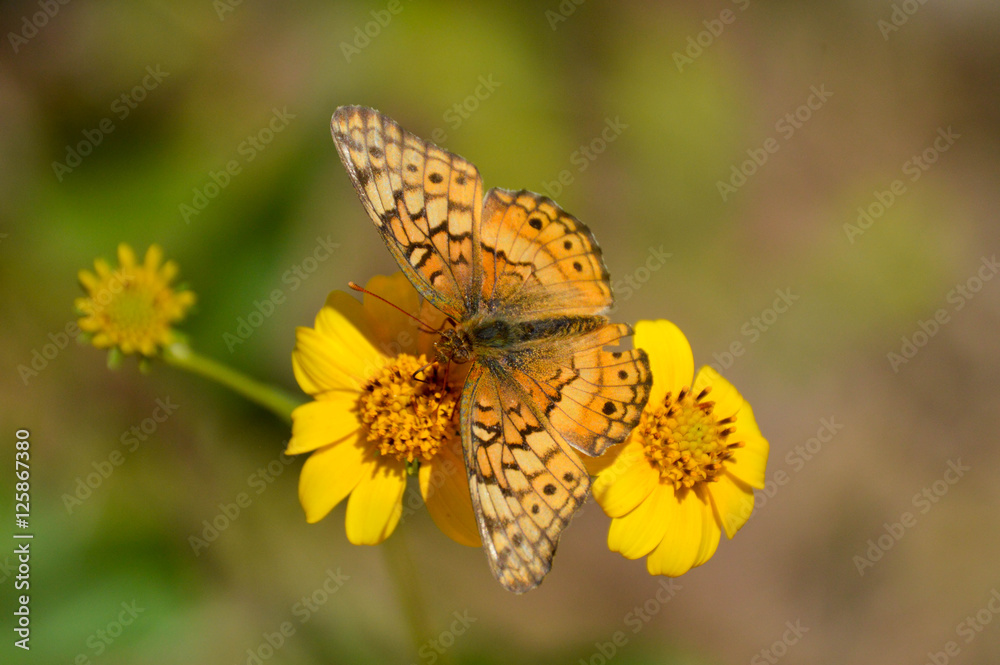 Obraz premium variegated fritillary butterfly on yellow flowers