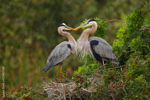 Great Blue Herons standing in the nest. It is the largest North