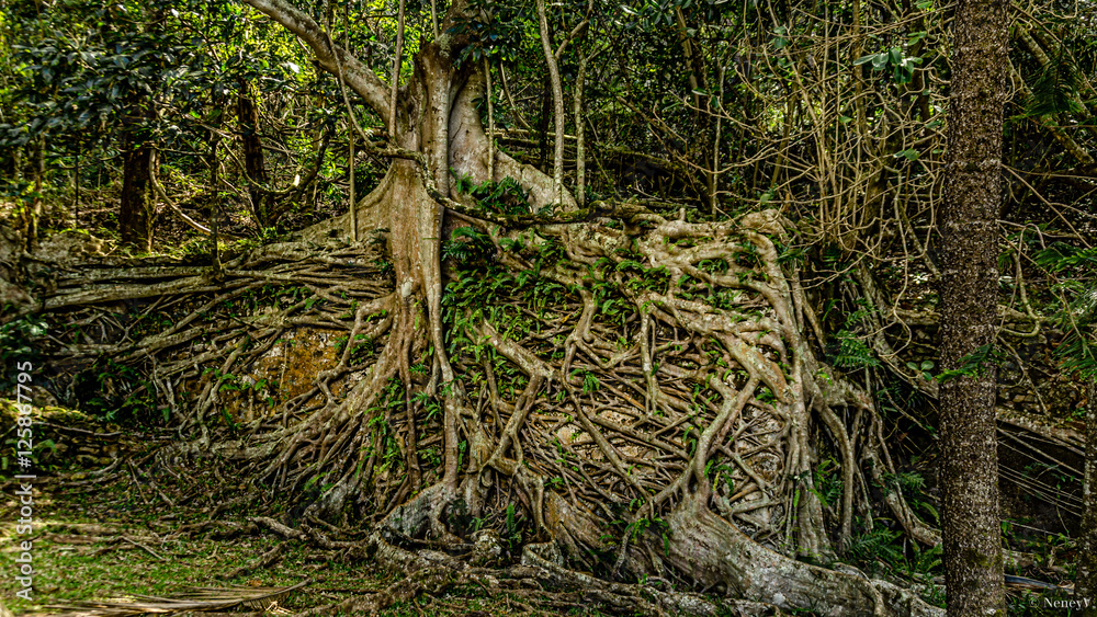 Fototapeta premium entremelis de racine