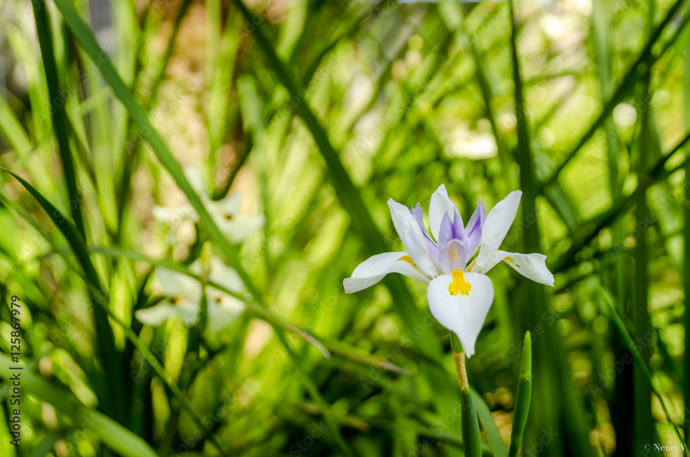 Fototapeta premium iris calédonienne