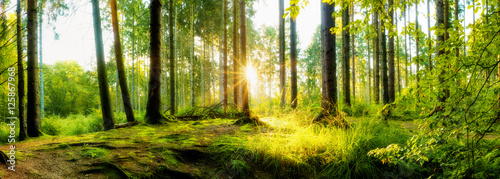 Wald im Herbst bei Sonnenaufgang  Panorama einer idyllischen Landschaft