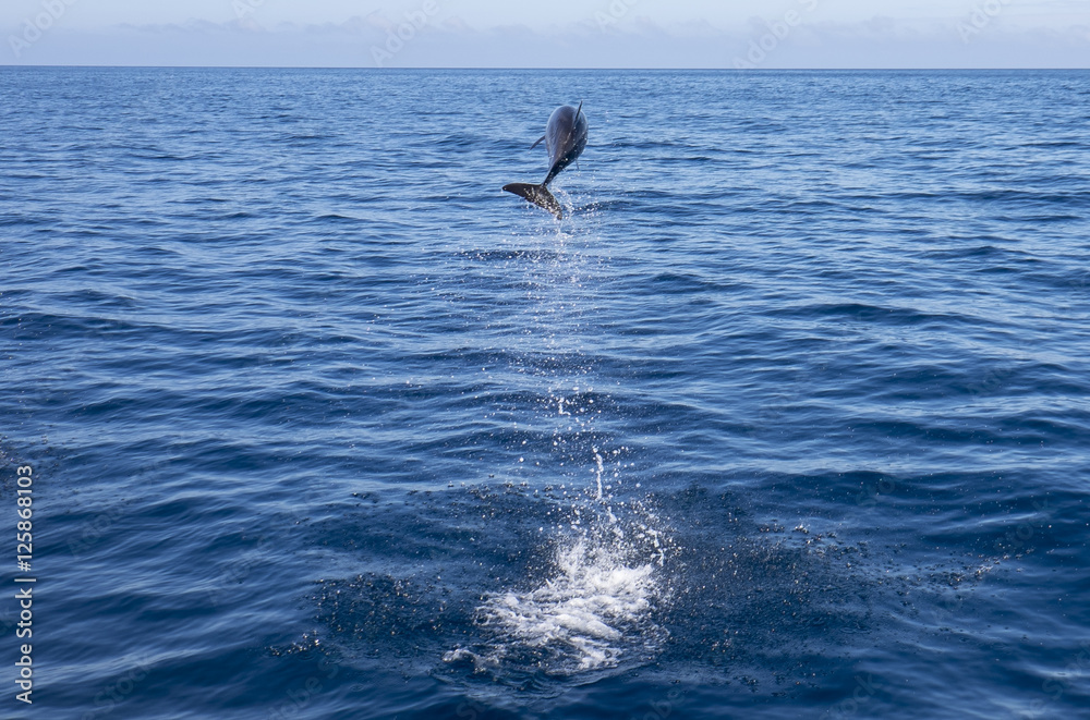 Naklejka premium Leaping Bottlenose Dolphin
