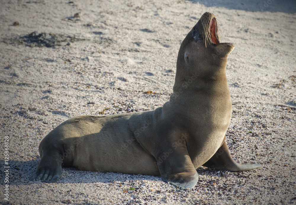 Fototapeta premium Galapagos Sea Lion