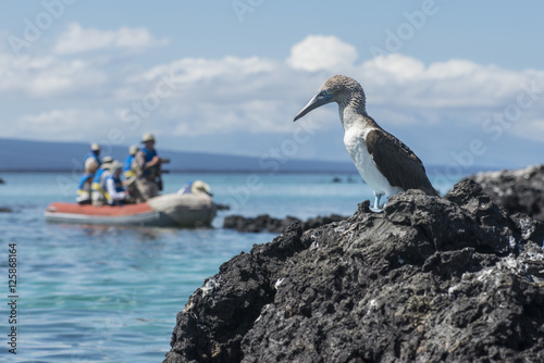 Bluefooted Booby, Galapagos photo