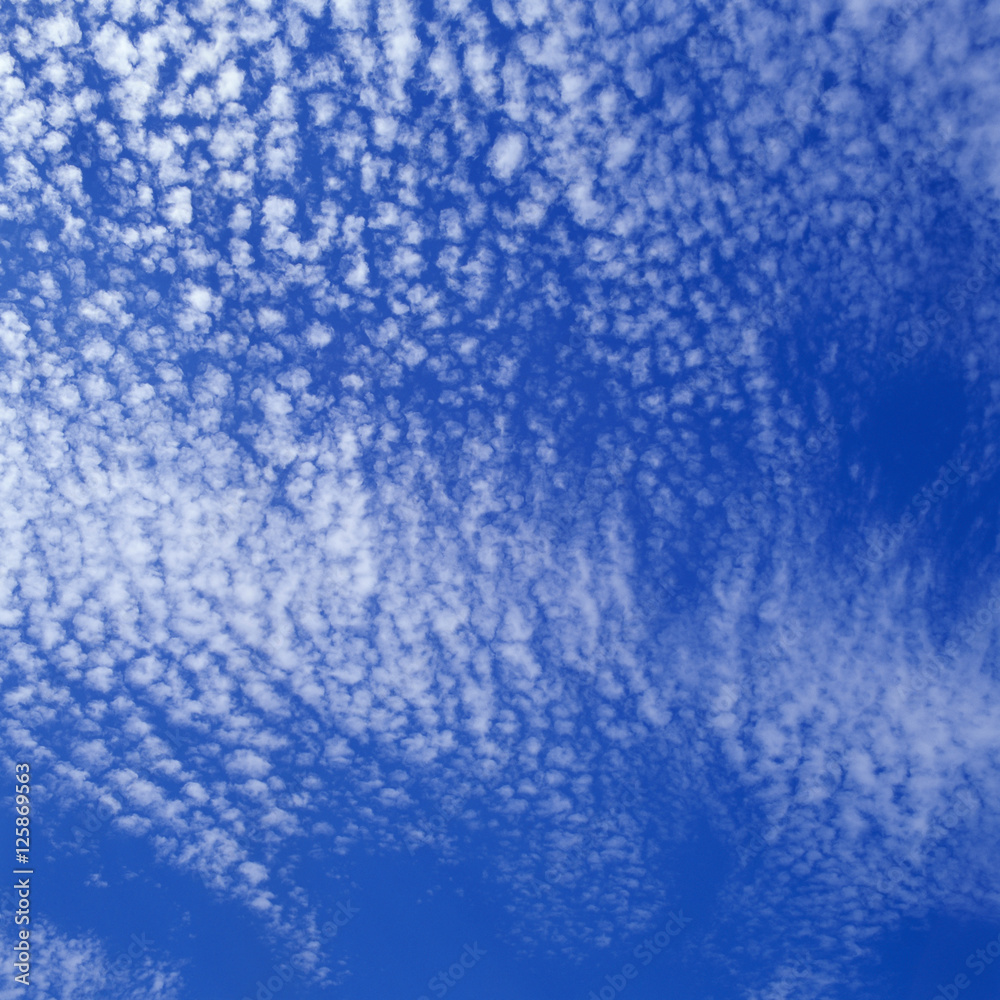 Obraz premium 秋空 うろこ雲