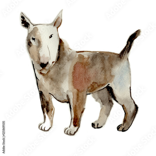 Bull terrier isolated on a white background  watercolor