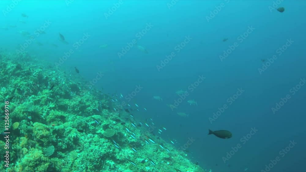 Coral reef with Tunas and plenty fish. 4k footage