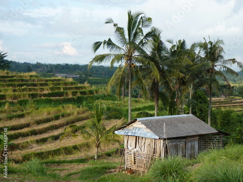 Rice fields of Jatiluwih, Bali, Indonesia