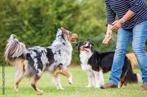 woman trains with two dogs