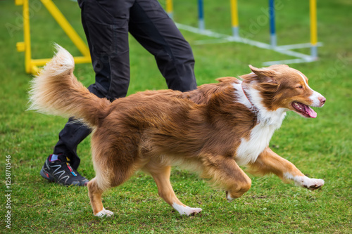 dog and woman on an agility field