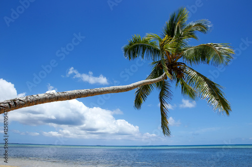 Leaning palm tree at Makaha'a island near Tongatapu island in To photo