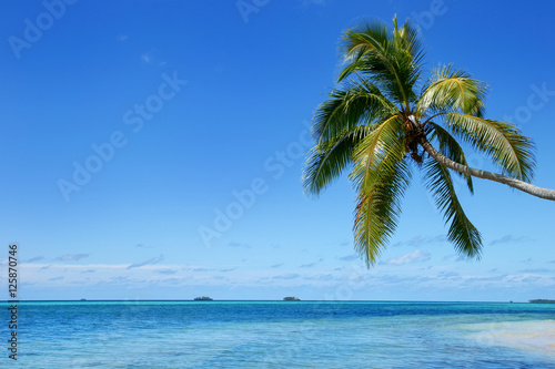 Fototapeta Naklejka Na Ścianę i Meble -  Leaning palm tree at Makaha'a island near Tongatapu island in To