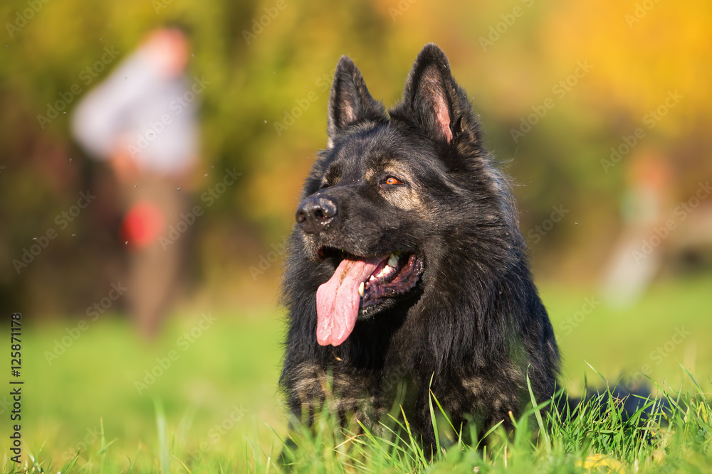 portrait of a German Shepherd portrait of a German Shepherd