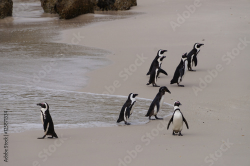 African penguins at Boulder Beach   South Africa
