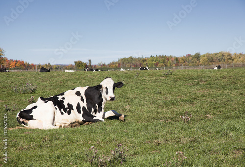 black and white jersey cow laying in field during autumn