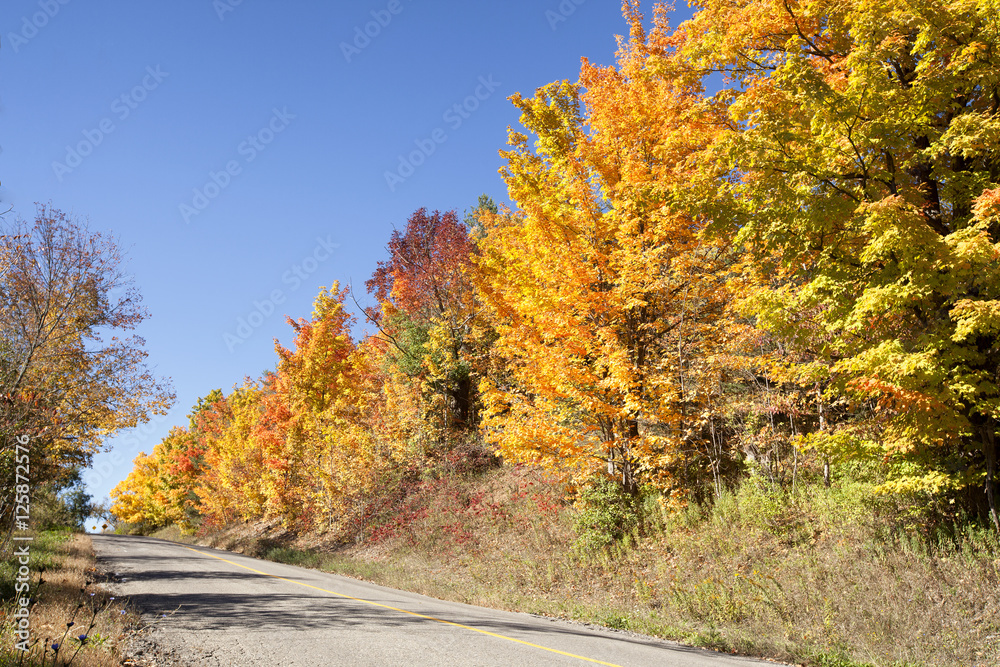 Road with colorful maple trees changing colors during the autumn fall season