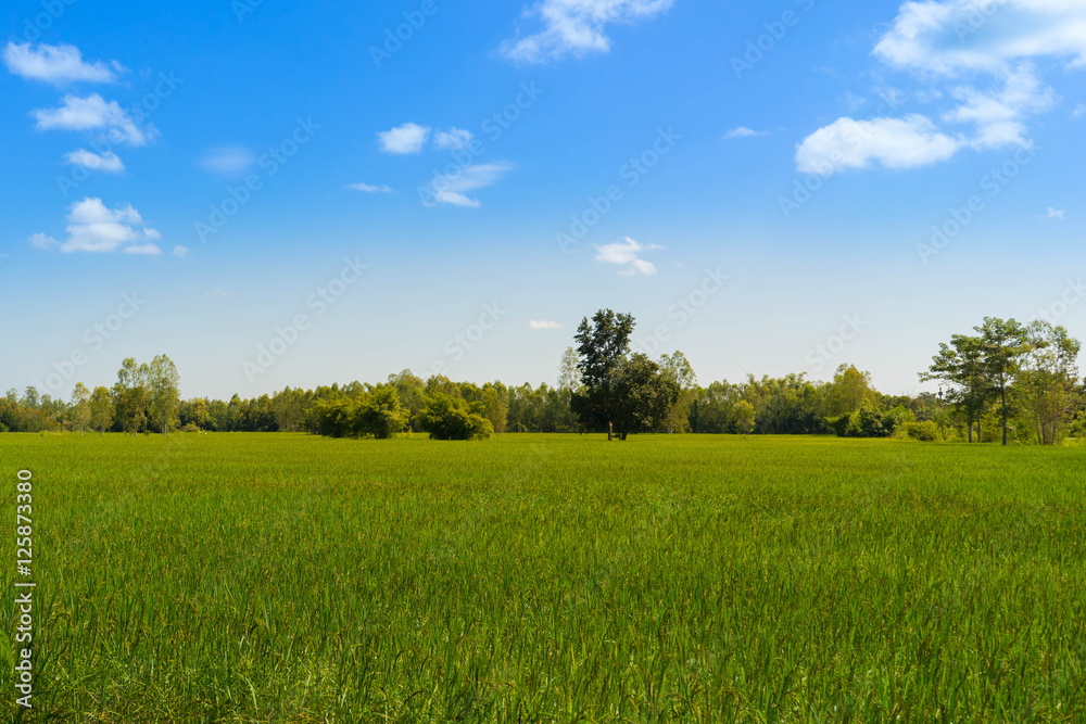 Rice fields with blue sky