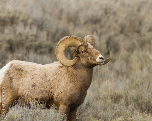 Stocky Bighorn Sheep Standing in the Sage Brush