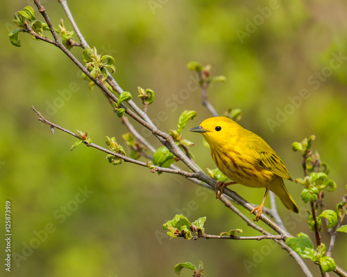American yellow warbler perched on a branch.