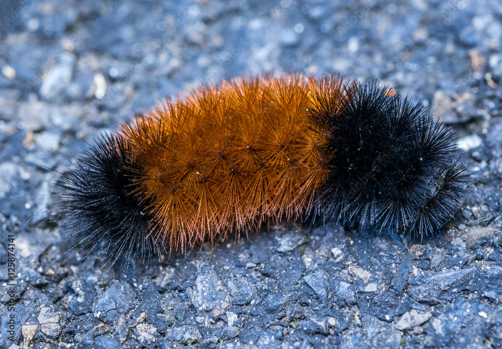 Woolly Bear Woolly Bear