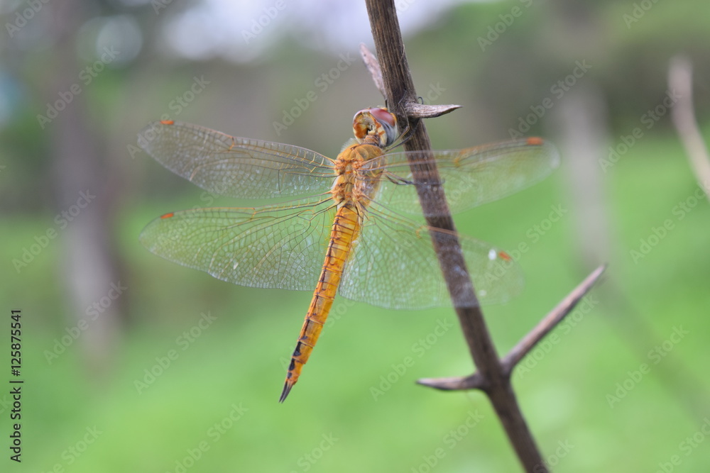 Dragonfly in the nature habitat Dragonfly in the nature habitat