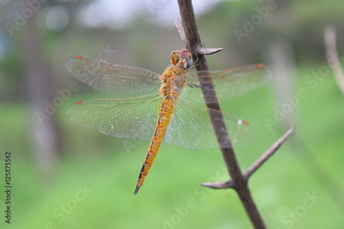 Dragonfly in the nature habitat © tienduc
