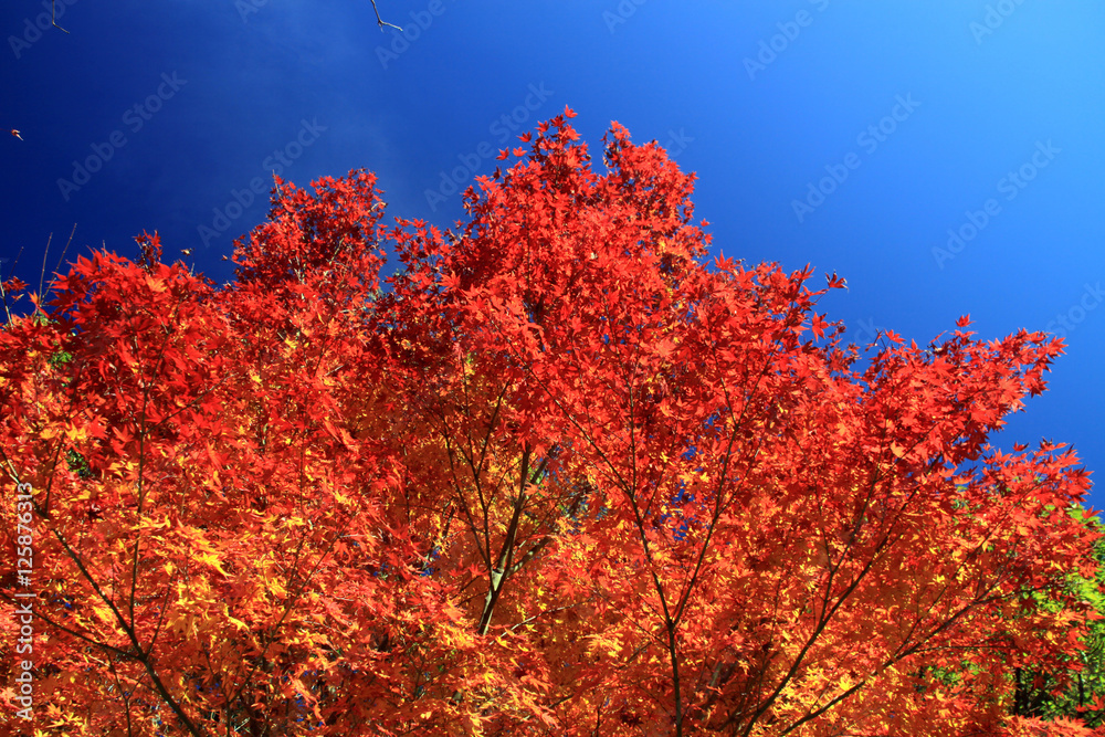 紅葉 紅葉