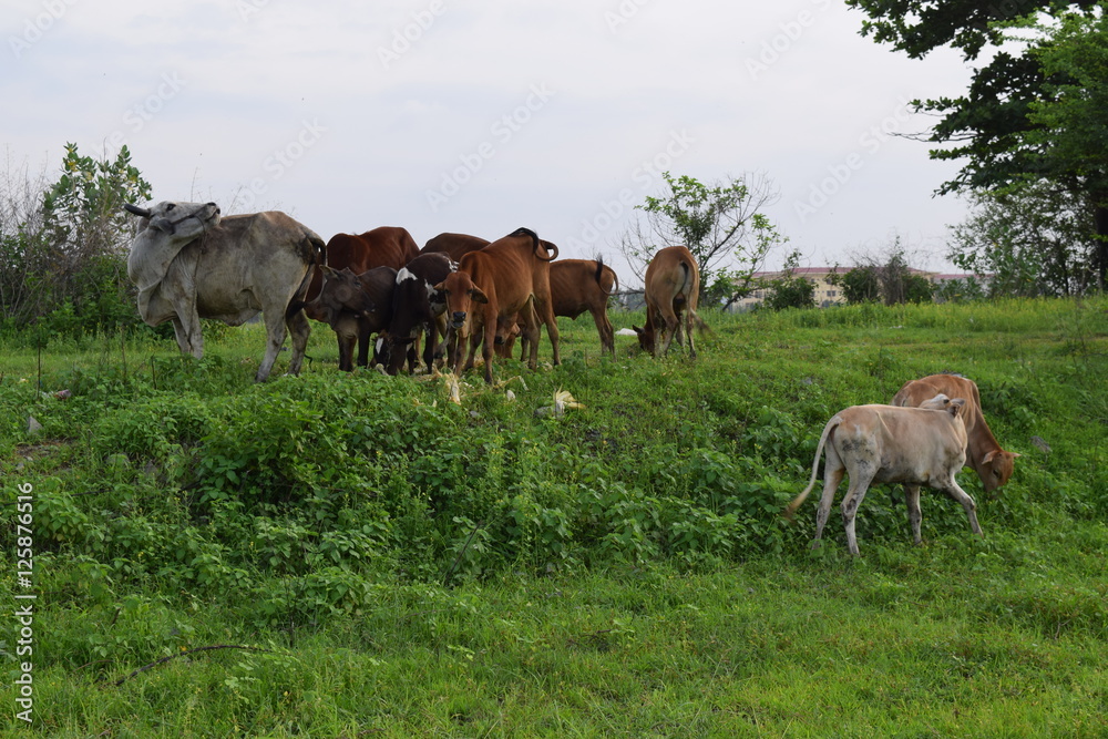 Herd of cows grazing and resting in the field Herd of cows grazing and resting in the field