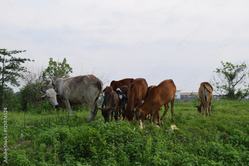 Herd of cows grazing and resting in the field