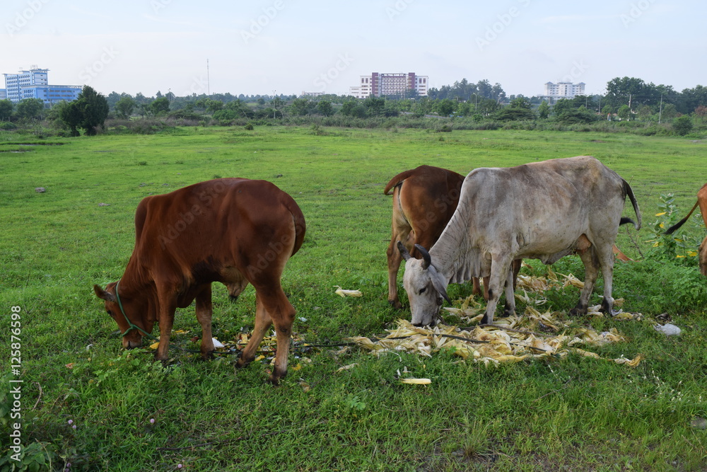 Herd of cows grazing and resting in the field Herd of cows grazing and resting in the field