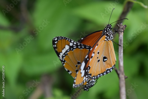 butterfly mating on green background