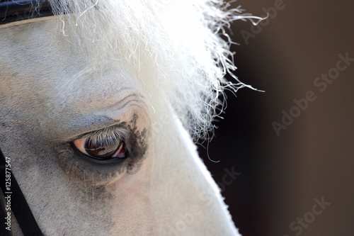 head of white horse closeup
