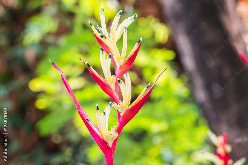 heliconia flower,Bird of Paradise flower with green leaf heliconia flower,Bird of Paradise flower with green leaf