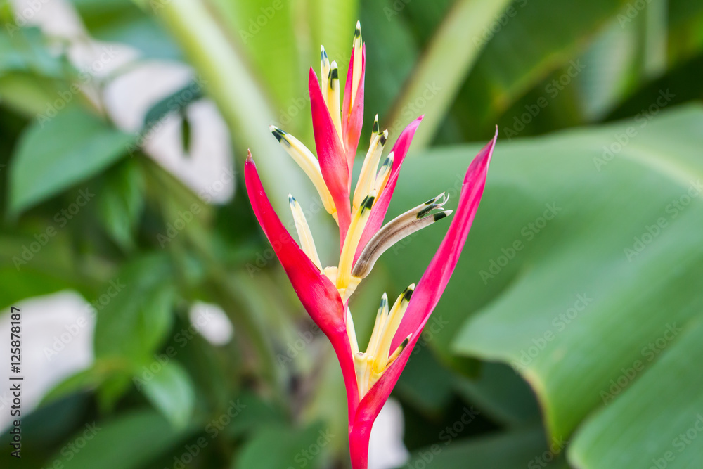 Obraz premium Heliconia flower,Bird of Paradise flower with green leaf