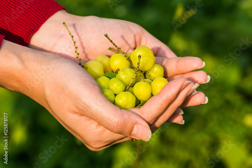 Two hand hold Star gooseberry