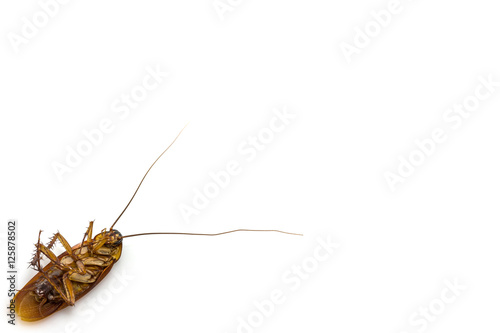 Dead cockroach isolated © pandaclub23