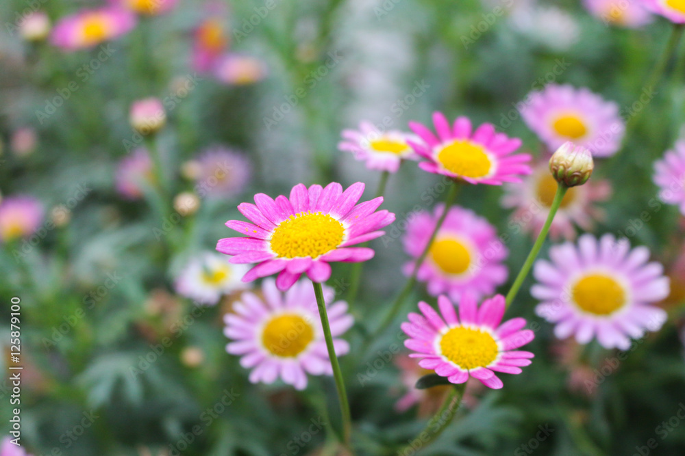 flower in cameron highland, malaysia