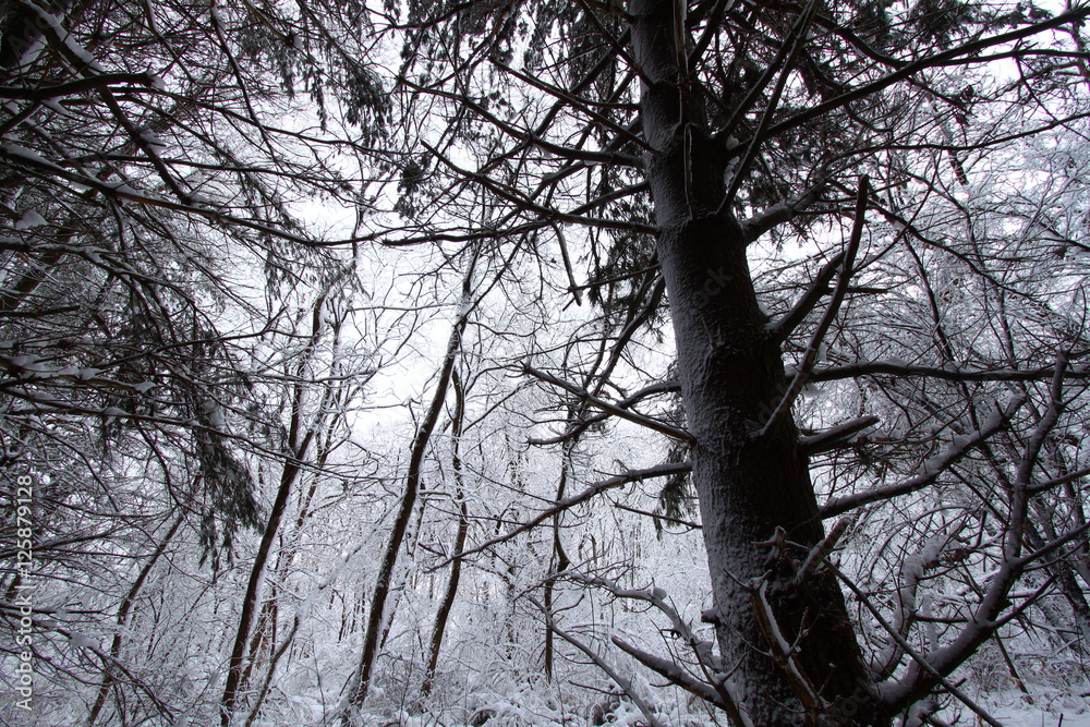 Obraz premium Illinois Snowy Forest Landscape
