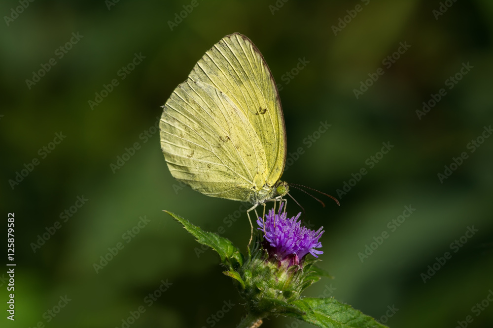Common Grass Yellow Butterfly on a flower Common Grass Yellow Butterfly on a flower