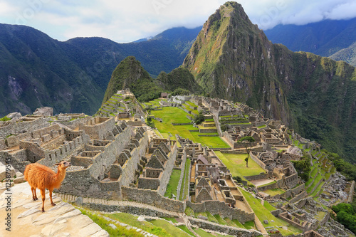 Llama standing at Machu Picchu overlook in Peru photo