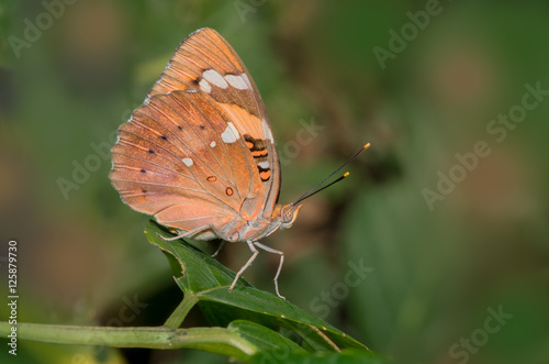 Baronet Butterfly on a green leaf photo