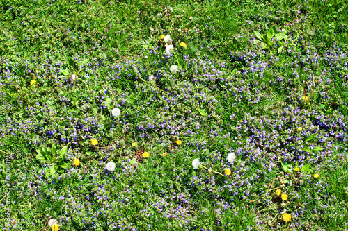 Fototapeta Naklejka Na Ścianę i Meble -  Reidential Lawn and Dandelions